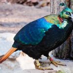 Majathal Sanctuary Tourism in Solan, Himachal Pradesh