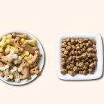 Hoe kies ik het beste hondenvoer voor mijn trouwe viervoeter?